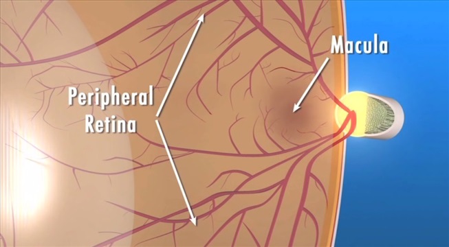 macula e retina periferica